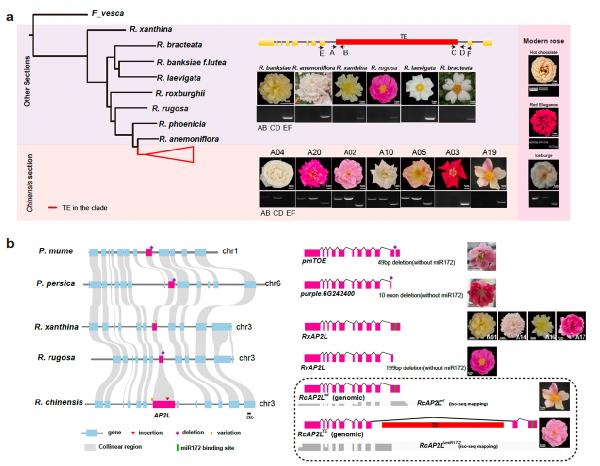 太阳集团tcy8722青年教师张晓妮在Nature Genetics发文绘制首个月季泛基因组图谱